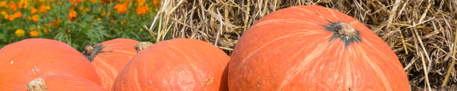 pumpkin.png